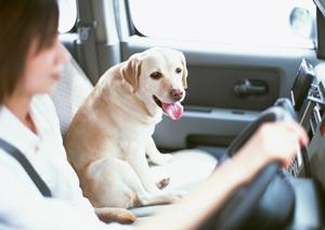激安料金で車検をしたいときには
