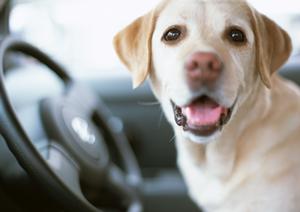 【2025年最新版】ひたちなか市で最も信頼できる車検サービス徹底ガイド